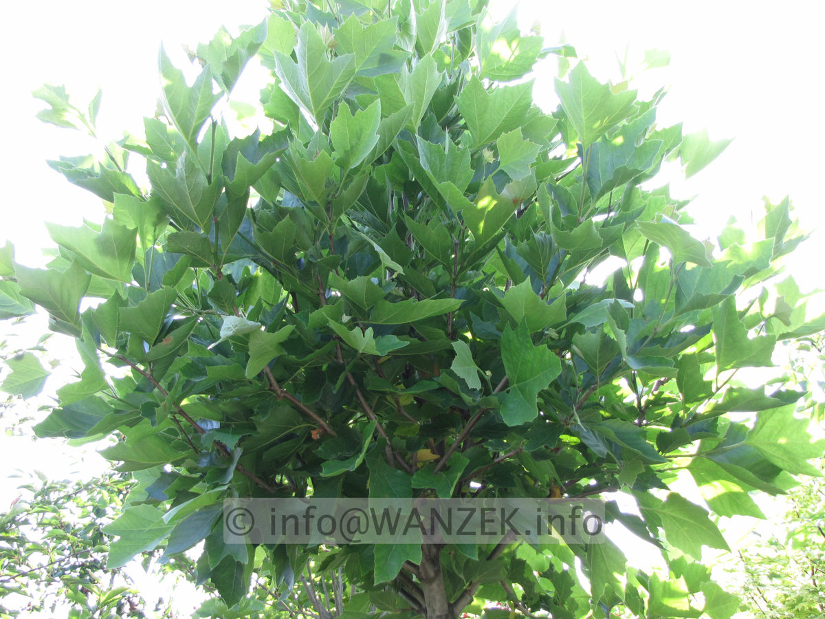 Platanus hispanica Alphen's Globe - H 12-14.JPG